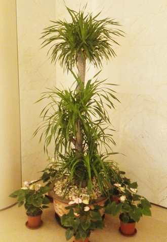 �����̻�ֲ������